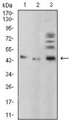 BMP-4 Antibody in Western Blot (WB)