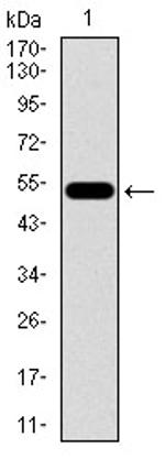 C17orf53 Antibody in Western Blot (WB)