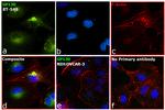 GP130 Antibody