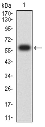 SIRP gamma Antibody in Western Blot (WB)