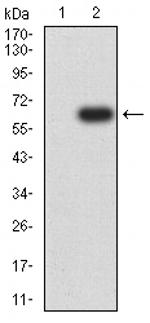 SIRP gamma Antibody in Western Blot (WB)