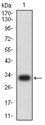 Langerin Antibody in Western Blot (WB)