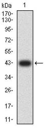 APRIL Antibody in Western Blot (WB)