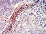 S1P1 Antibody in Immunohistochemistry (Paraffin) (IHC (P))