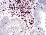 CD6 Antibody in Immunohistochemistry (Paraffin) (IHC (P))