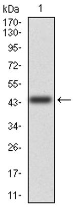 CD6 Antibody in Western Blot (WB)