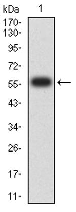 uPAR Antibody in Western Blot (WB)