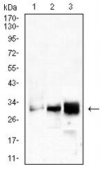 CD99 Antibody in Western Blot (WB)