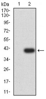 p57 Kip2 Antibody in Western Blot (WB)