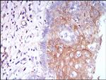 CSF1R Antibody in Immunohistochemistry (Paraffin) (IHC (P))