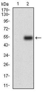 CSF1R Antibody in Western Blot (WB)