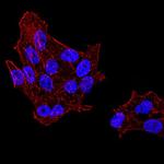 UAP56 Antibody in Immunocytochemistry (ICC/IF)