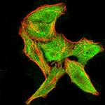 DDX3 Antibody in Immunocytochemistry (ICC/IF)