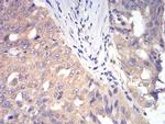 DDX3 Antibody in Immunohistochemistry (Paraffin) (IHC (P))