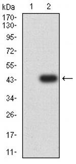 EDA2R Antibody in Western Blot (WB)