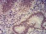 EHMT2 Antibody in Immunohistochemistry (Paraffin) (IHC (P))