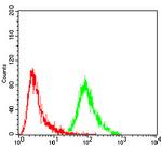 ERCC1 Antibody in Flow Cytometry (Flow)