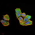 ERCC1 Antibody in Immunocytochemistry (ICC/IF)