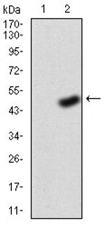 FGFR3 Antibody in Western Blot (WB)