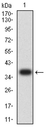 FGL1 Antibody in Western Blot (WB)