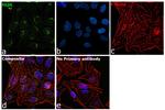 Glutamine Synthetase Antibody in Immunocytochemistry (ICC/IF)