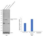 Glutamine Synthetase Antibody in Western Blot (WB)