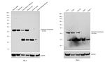 Glutamine Synthetase Antibody in Western Blot (WB)