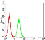 Glutamine Synthetase Antibody in Flow Cytometry (Flow)