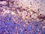 Glutamine Synthetase Antibody in Immunohistochemistry (Paraffin) (IHC (P))