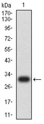 Glutamine Synthetase Antibody in Western Blot (WB)