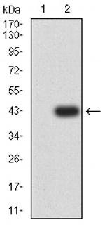 Glutamine Synthetase Antibody in Western Blot (WB)