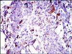 GPNMB Antibody in Immunohistochemistry (Paraffin) (IHC (P))