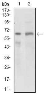 GPNMB Antibody in Western Blot (WB)