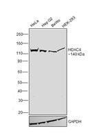 HDAC4 Antibody in Western Blot (WB)