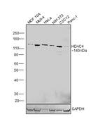 HDAC4 Antibody in Western Blot (WB)