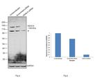 HDAC4 Antibody in Western Blot (WB)