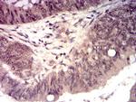 HTRA2 Antibody in Immunohistochemistry (Paraffin) (IHC (P))