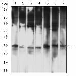HTRA2 Antibody in Western Blot (WB)