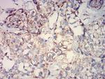 IDH2 Antibody in Immunohistochemistry (Paraffin) (IHC (P))