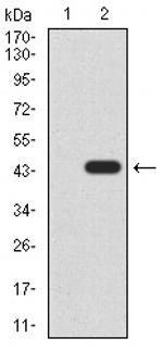 JMJD2A Antibody in Western Blot (WB)