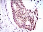 EKLF Antibody in Immunohistochemistry (Paraffin) (IHC (P))