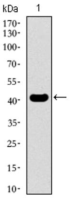 EKLF Antibody in Western Blot (WB)