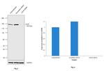 LDLR Antibody in Western Blot (WB)