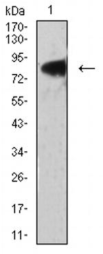 LRP3 Antibody in Western Blot (WB)