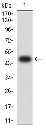 LTBR Antibody in Western Blot (WB)