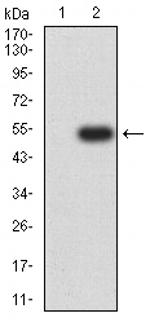 LTBR Antibody in Western Blot (WB)