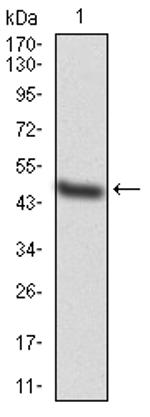 TAK1 Antibody in Western Blot (WB)