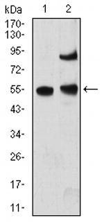 MECP2 Antibody in Western Blot (WB)