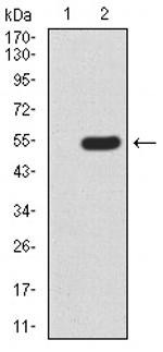 MECP2 Antibody in Western Blot (WB)