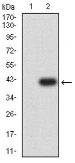 MLH1 Antibody in Western Blot (WB)